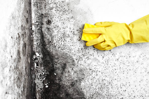 Best Preventive Mold Services in Basking Ridge, NJ