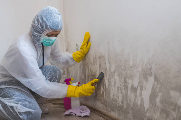 Best Basement Mold Remediation in Basking Ridge, NJ