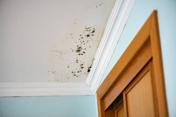 Best Insurance-Related Mold Remediation in Basking Ridge, NJ