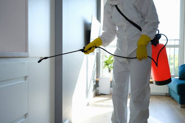 Best Black Mold Remediation in Basking Ridge, NJ
