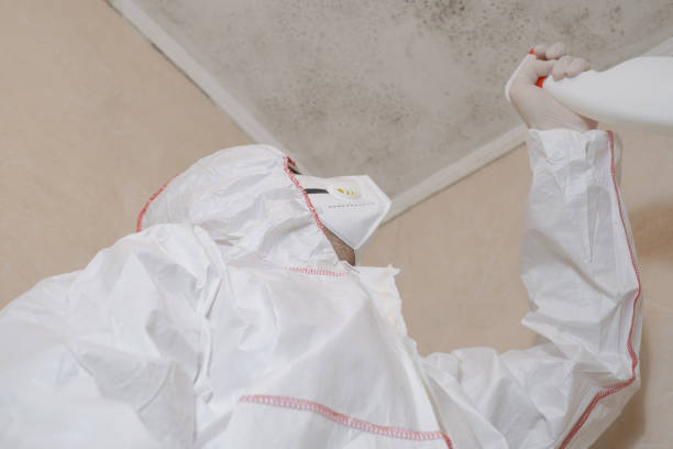 Best Residential Mold Remediation in Basking Ridge, NJ