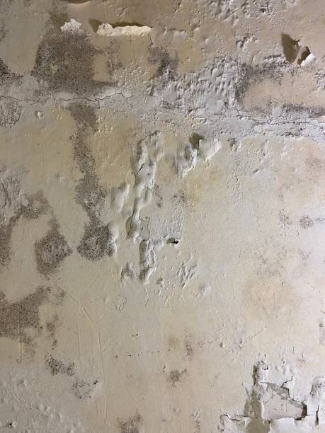 Basking Ridge, NJ Mold Remediation Company