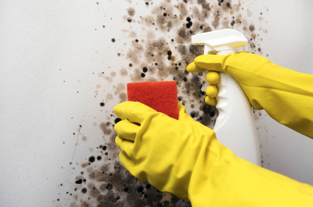 Best Crawl Space Mold Remediation in Basking Ridge, NJ