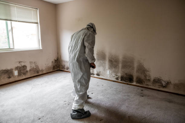 Best Emergency Mold Remediation in Basking Ridge, NJ