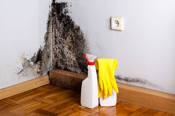 Best Black Mold Remediation in Basking Ridge, NJ