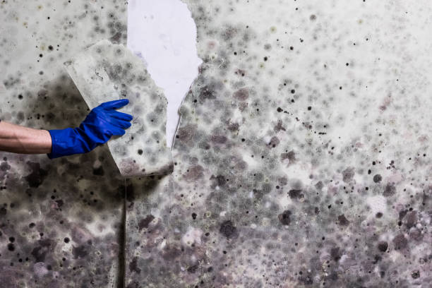  Basking Ridge, NJ Mold Removal Pros